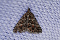 Dichromodes poecilotis