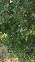 Ilex opaca