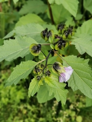 Nicandra physalodes