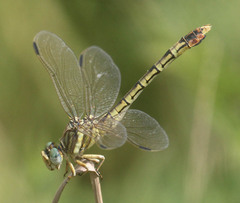 Crenigomphus hartmanni