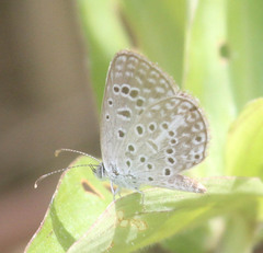 Actizera lucida