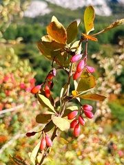 Berberis vulgaris
