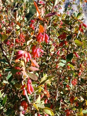Berberis vulgaris
