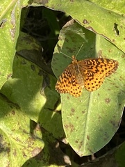 Boloria bellona