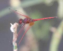 Trithemis arteriosa