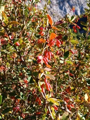 Berberis vulgaris