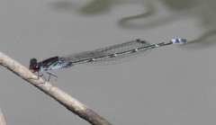 Pseudagrion hamoni