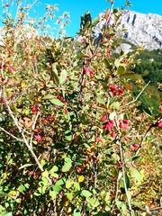 Berberis vulgaris