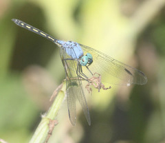 Trithemis stictica