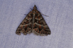 Dichromodes poecilotis