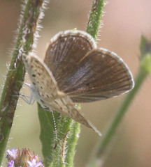 Actizera lucida