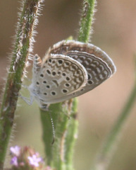Actizera lucida