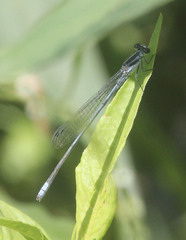 Pseudagrion kersteni