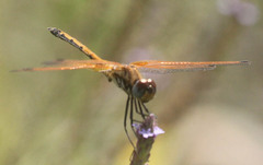 Trithemis arteriosa