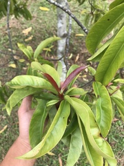 Garcinia atroviridis