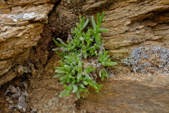 Mitrophyllum clivorum