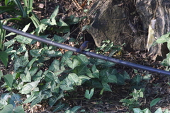 Cyornis whitei
