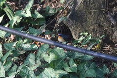 Cyornis whitei