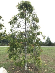 Garcinia atroviridis
