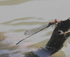 Pseudagrion massaicum