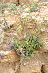 Mitrophyllum clivorum