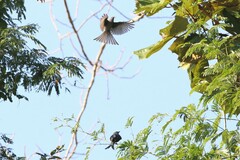 Dicrurus leucophaeus