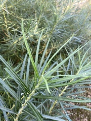 Salix eleagnos