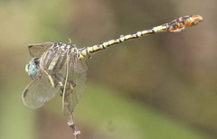 Crenigomphus hartmanni