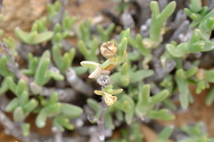 Mitrophyllum clivorum