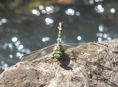 Gomphidae