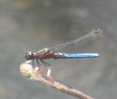 Platycypha caligata