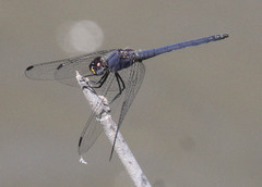 Trithemis furva