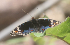 Junonia orithya