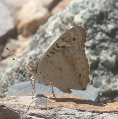 Junonia orithya