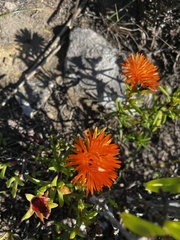 Lampranthus aureus