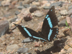 Papilio nireus