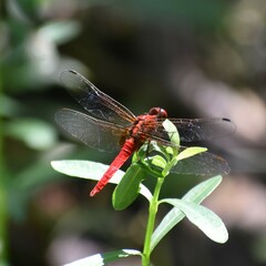 Rhodothemis rufa