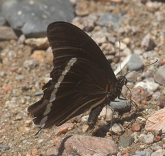 Papilio nireus