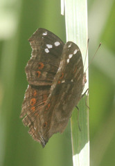 Junonia natalica