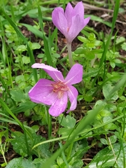 Colchicum lusitanum
