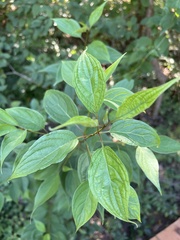 Cornus drummondii
