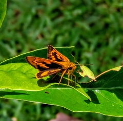 Taractrocerini