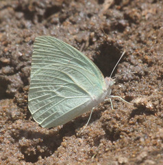 Catopsilia florella