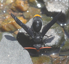 Synagris