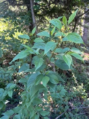 Cornus drummondii