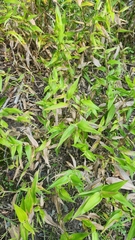 Dichanthelium clandestinum