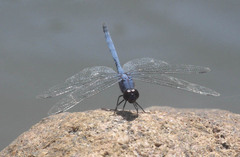Trithemis donaldsoni