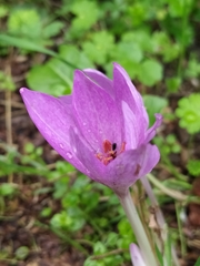 Colchicum lusitanum