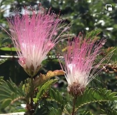 Calliandra surinamensis