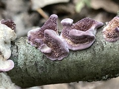 Trichaptum subchartaceum